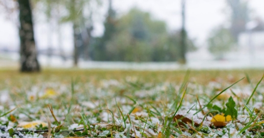 light snowfall in yard