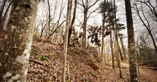 North Carolina forest in winter