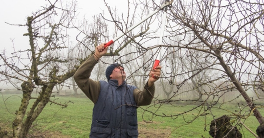 pruning tree in winter