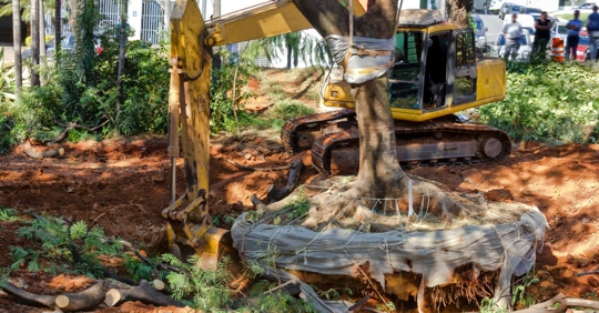 professional tree removal