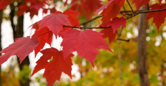 red maple leaves