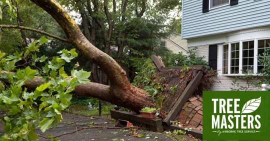 Fallen tree on house.