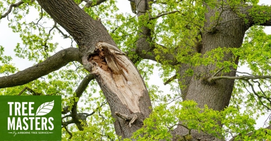 Tree struck by lightning.