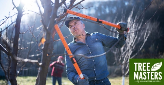 Man trimming tree.