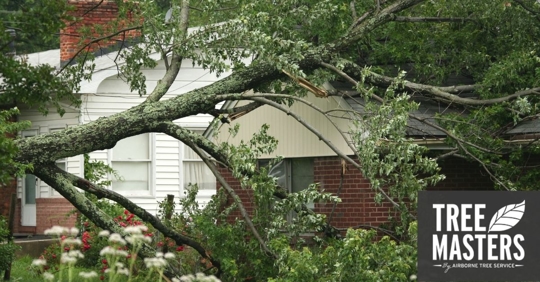 Tree fallen next to house.