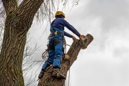 tree pruning